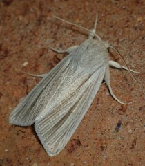 Acronicta insularis