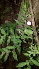 Aristolochia nelsonii
