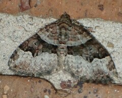 Xanthorhoe lacustrata