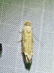 Pelochrista comatulana