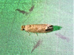 Pelochrista comatulana