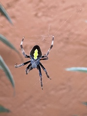 Eriophora