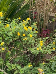 Lantana depressa