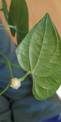 Dioscorea bulbifera