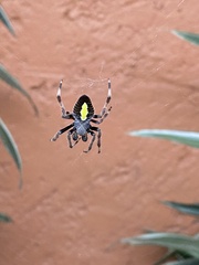Eriophora
