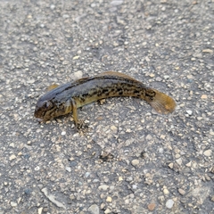 Neogobius melanostomus