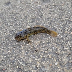 Neogobius melanostomus