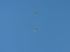 Pelecaniformes