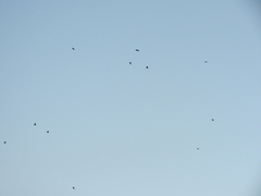 Hirundo rustica