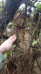 Tillandsia pohliana