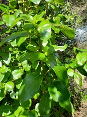 Coprosma robusta