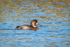 Aythya affinis