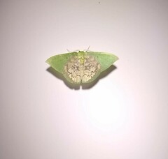 Tachychlora amilletes