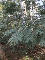 Acacia dealbata