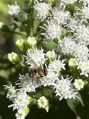 Gymnoclytia