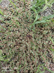 Euphorbia thymifolia