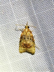 Platynota flavedana