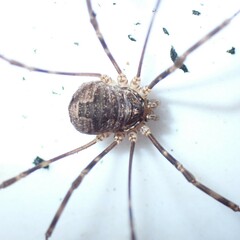 Leptobunus