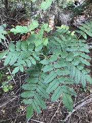 Sorbus scopulina
