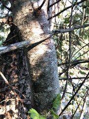 Sorbus scopulina