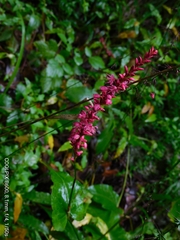 Bistorta amplexicaulis