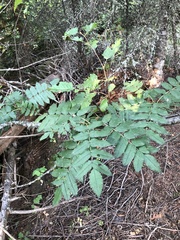 Sorbus scopulina