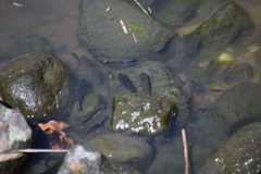 Poeciliidae