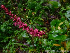 Bistorta amplexicaulis