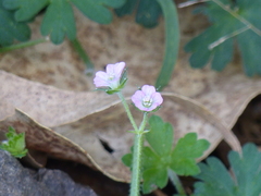 Geranium gardneri
