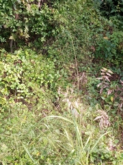 Eragrostis capillaris