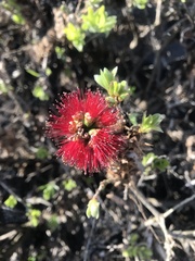 Allocasuarina verticillata
