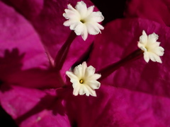 Bougainvillea spectabilis