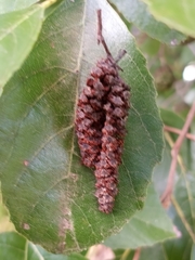 Alnus maritima