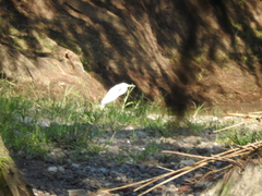 Egretta thula