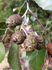 Alnus maritima