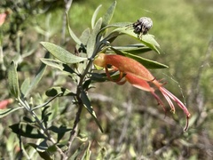 Eremophila glabra