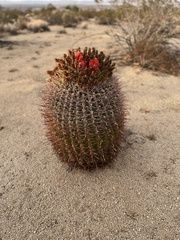 Ferocactus cylindraceus