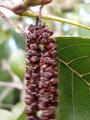 Alnus maritima