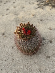 Ferocactus cylindraceus