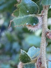 Disholandricus lasius