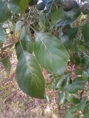 Alnus maritima