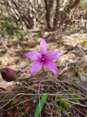 Elythranthera emarginata