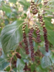 Alnus maritima