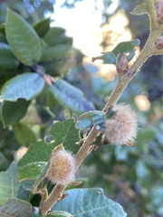 Disholandricus lasius