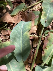 Anemopsis californica