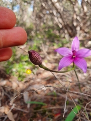 Elythranthera emarginata