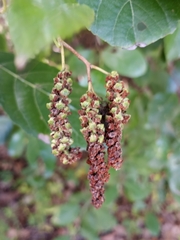 Alnus maritima