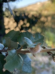 Disholandricus lasius