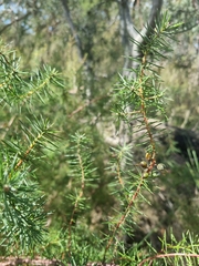 Persoonia juniperina