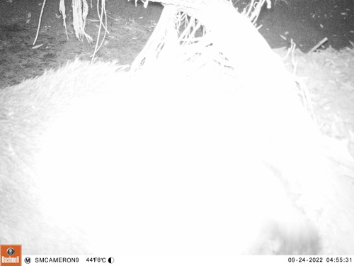 iNaturalist observation photo of Wild Boar